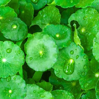 Herbal Hyaluronic Gel Micro 1