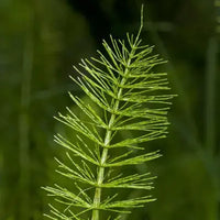 Herbal Hyaluronic Gel Micro 1